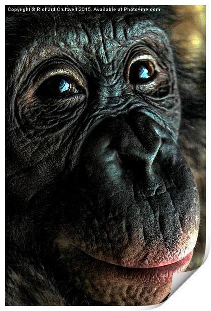  Chimpanzee Print by Richard Cruttwell