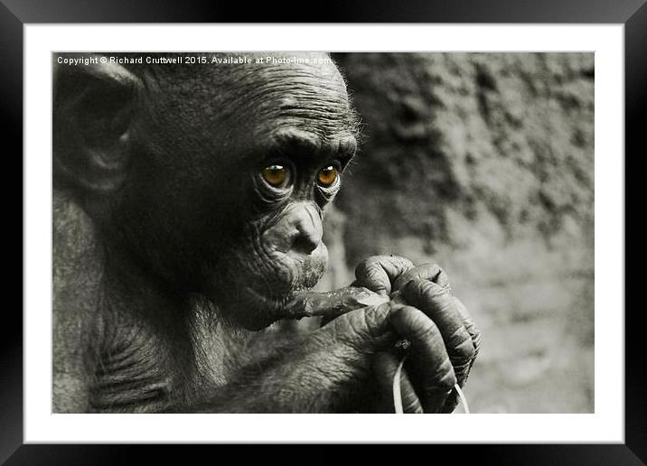  Baby Chimpanzee Framed Mounted Print by Richard Cruttwell