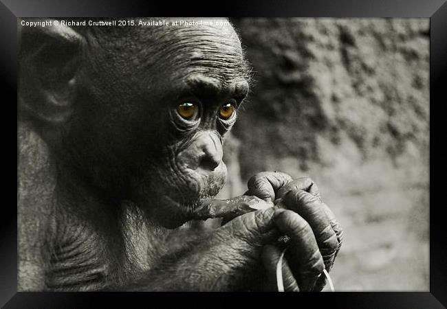  Baby Chimpanzee Framed Print by Richard Cruttwell