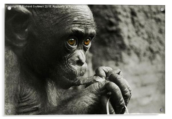  Baby Chimpanzee Acrylic by Richard Cruttwell