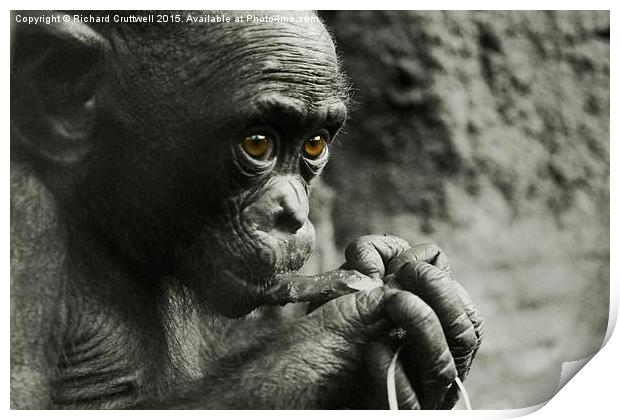  Baby Chimpanzee Print by Richard Cruttwell