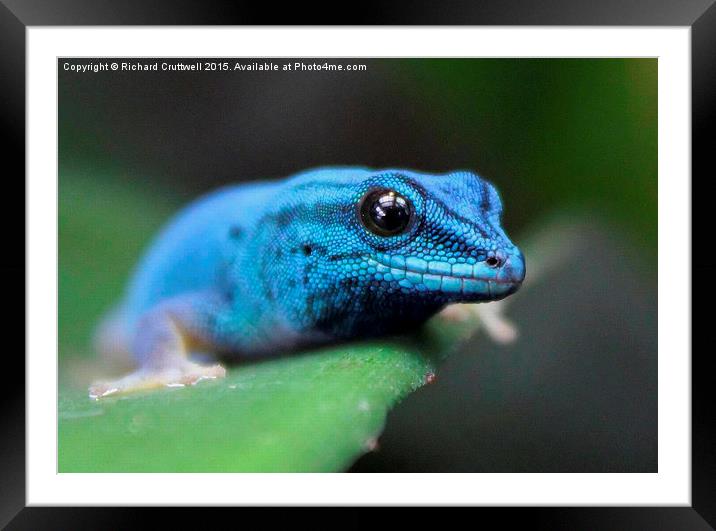  Turquoise Dwarf Gecko Framed Mounted Print by Richard Cruttwell