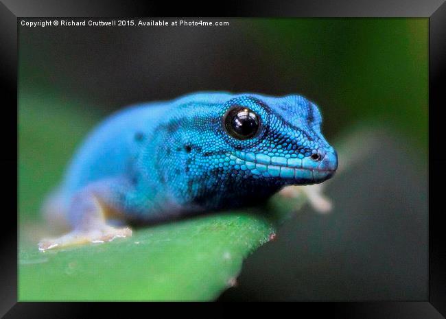  Turquoise Dwarf Gecko Framed Print by Richard Cruttwell