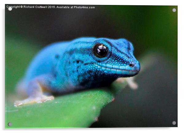  Turquoise Dwarf Gecko Acrylic by Richard Cruttwell