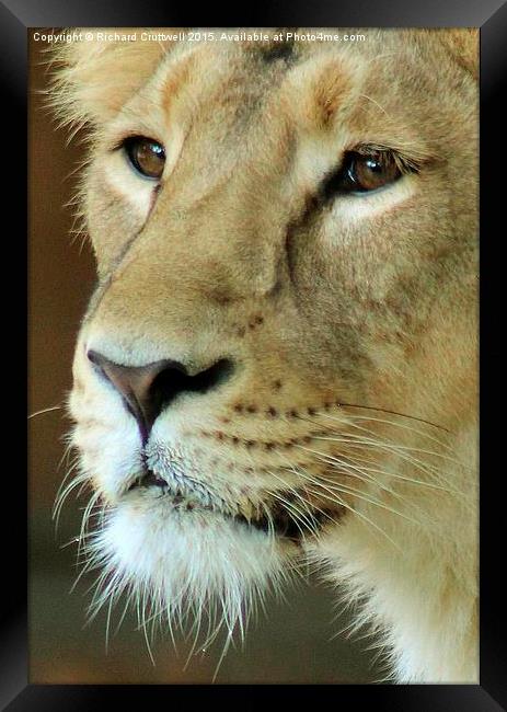  Lioness Framed Print by Richard Cruttwell