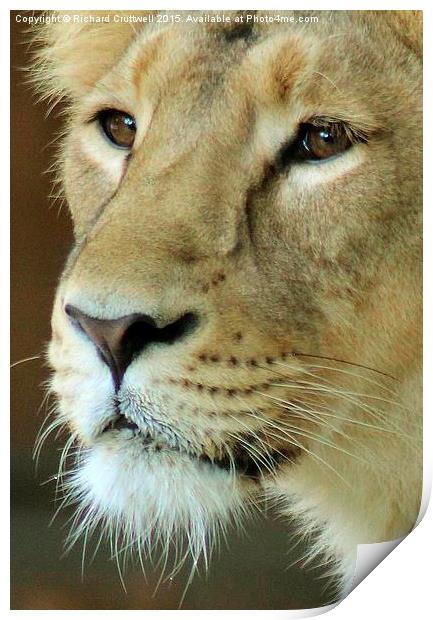  Lioness Print by Richard Cruttwell