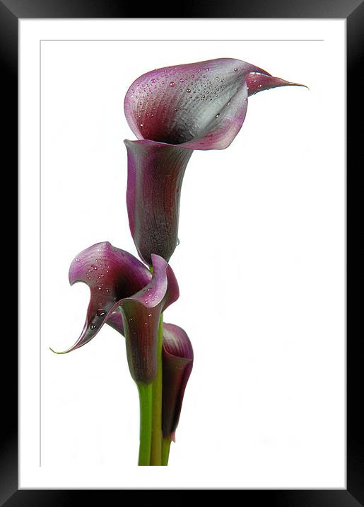 Calla lily in Bloom Framed Mounted Print by Stuart Thomas
