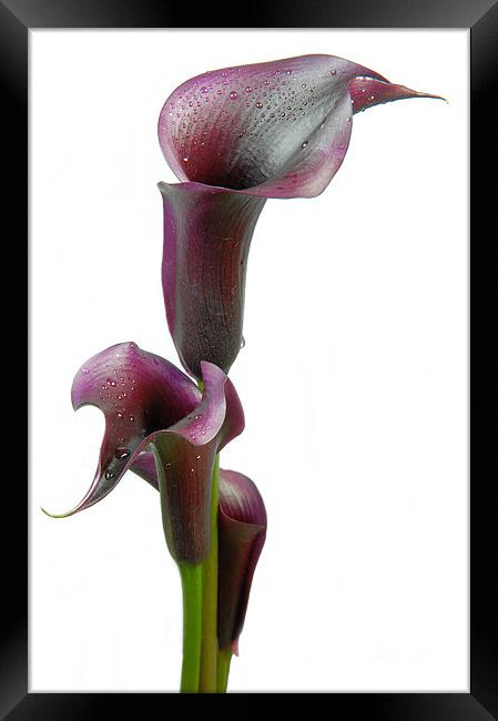 Calla lily in Bloom Framed Print by Stuart Thomas