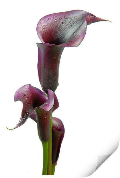 Calla lily in Bloom Print by Stuart Thomas