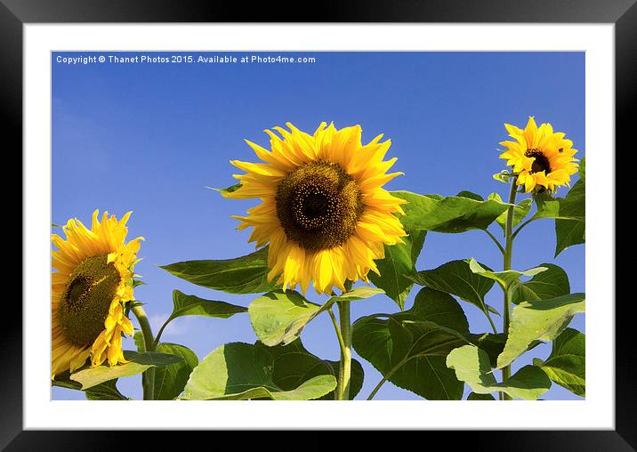  Sunflowers Framed Mounted Print by Thanet Photos