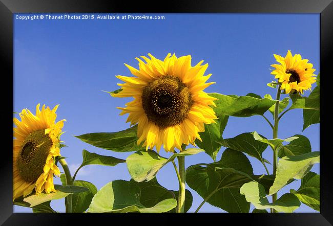  Sunflowers Framed Print by Thanet Photos