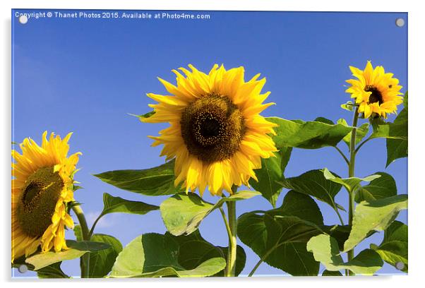  Sunflowers Acrylic by Thanet Photos