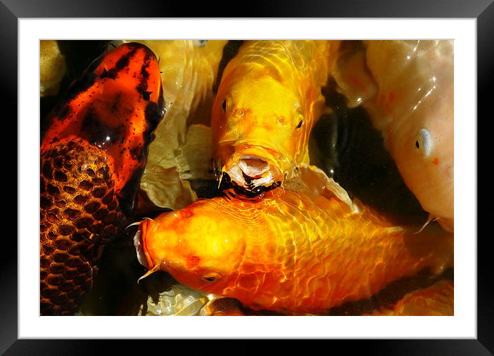  Koi Carp swimming in pond Framed Mounted Print by david harding