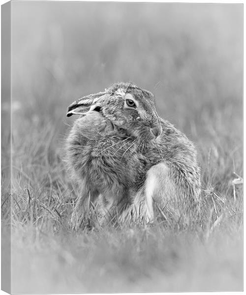  A hares breath Canvas Print by Philip Male