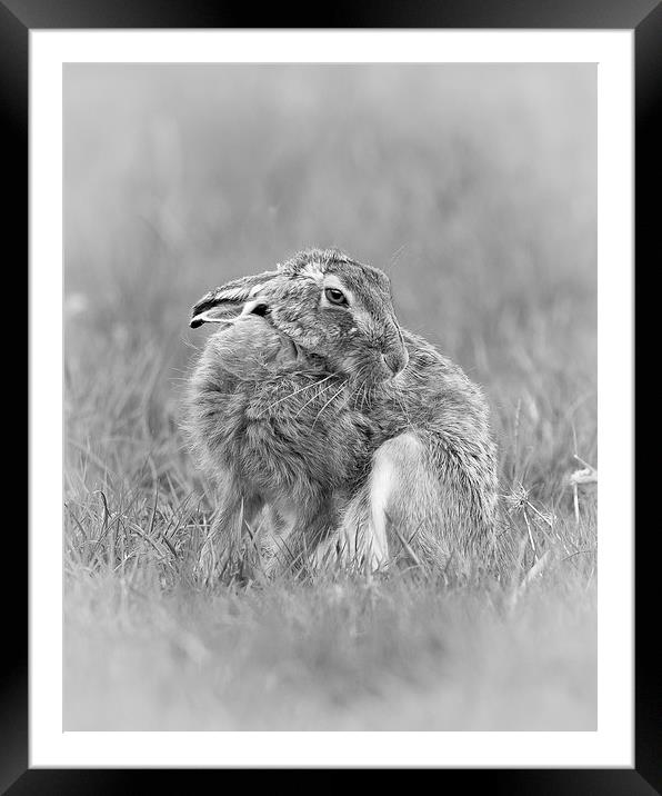  A hares breath Framed Mounted Print by Philip Male
