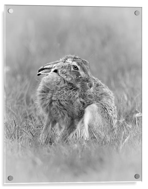  A hares breath Acrylic by Philip Male