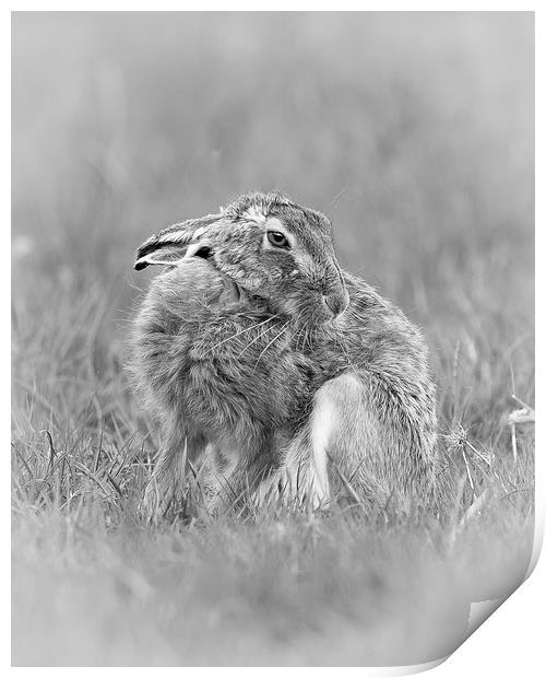  A hares breath Print by Philip Male