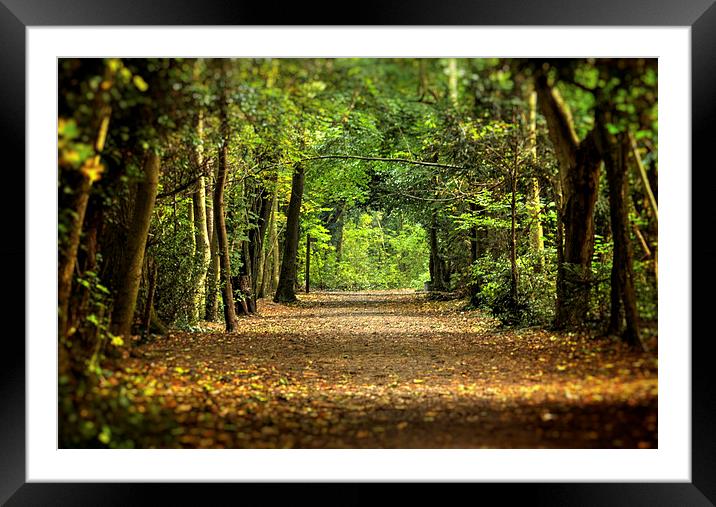  Autumn Woodland Walk Framed Mounted Print by Dean Messenger
