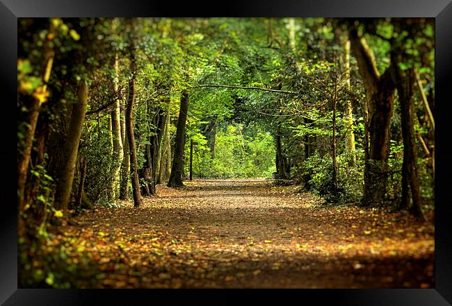 Autumn Woodland Walk Framed Print by Dean Messenger