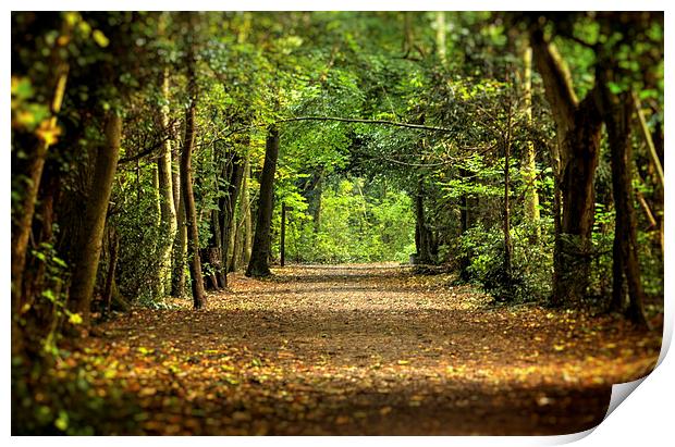  Autumn Woodland Walk Print by Dean Messenger