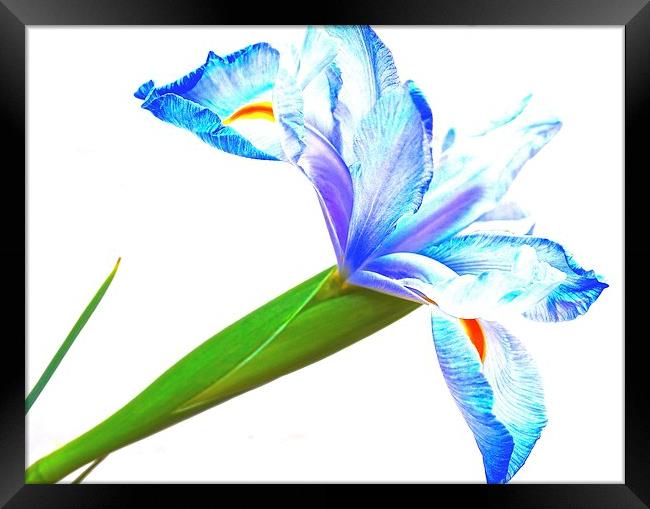 Purple and blue Iris Flower Wisdom and Compliments Framed Print by Sue Bottomley