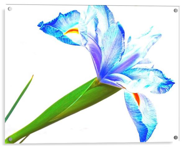 Purple and blue Iris Flower Wisdom and Compliments Acrylic by Sue Bottomley
