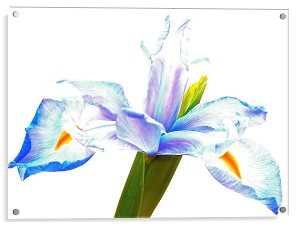  The Iris flower  Acrylic by Sue Bottomley
