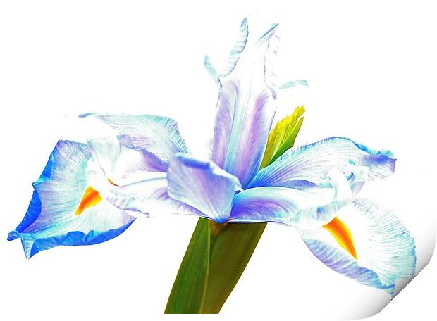  The Iris flower  Print by Sue Bottomley