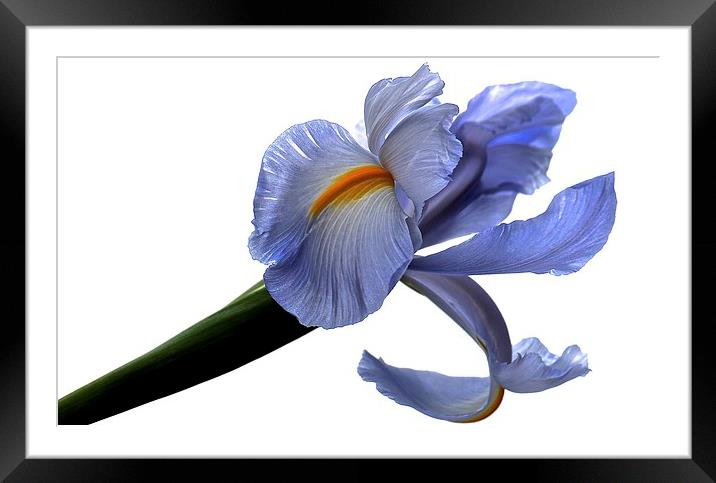  Purple Iris Flower white background Framed Mounted Print by Sue Bottomley