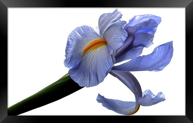 Purple Iris Flower white background Framed Print by Sue Bottomley