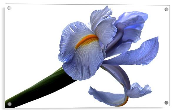  Purple Iris Flower white background Acrylic by Sue Bottomley