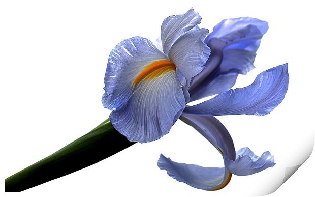  Purple Iris Flower white background Print by Sue Bottomley