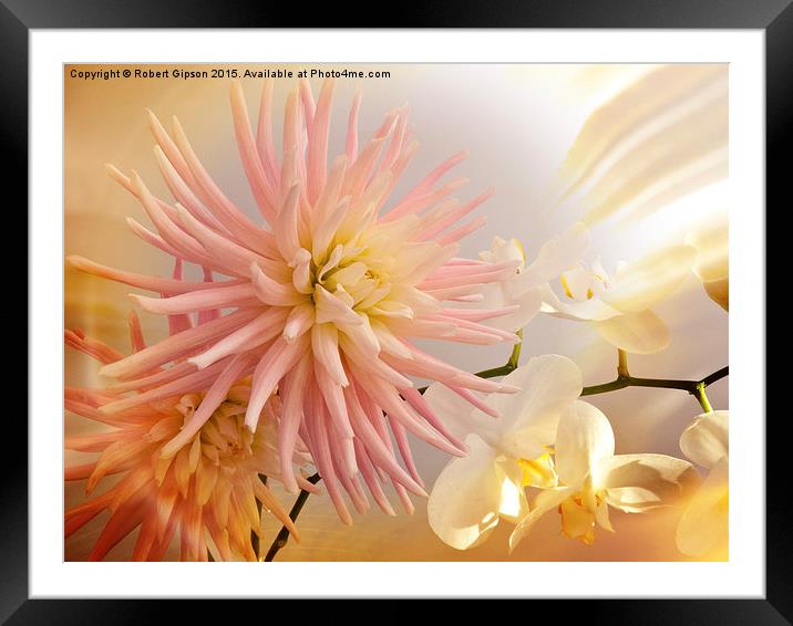   A summer Dahlia flower with Orchids on texture Framed Mounted Print by Robert Gipson