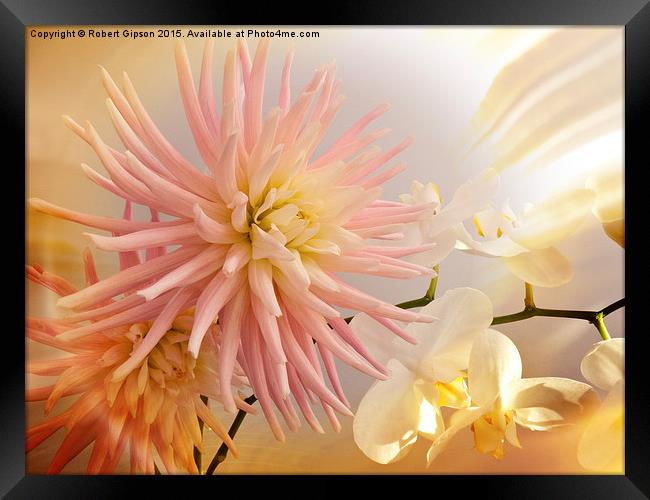   A summer Dahlia flower with Orchids on texture Framed Print by Robert Gipson