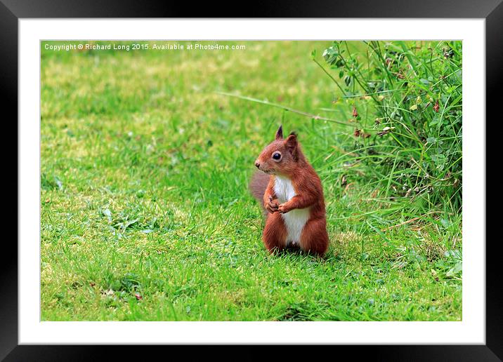   Alert Scottish Red Squirrel Framed Mounted Print by Richard Long