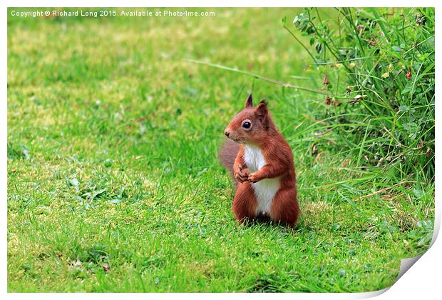   Alert Scottish Red Squirrel Print by Richard Long