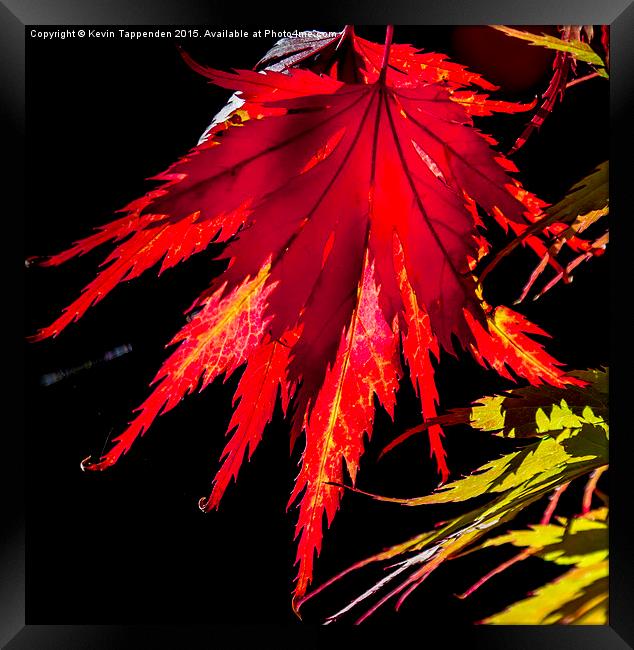  Autumn Colours Framed Print by Kevin Tappenden