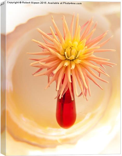  A summer flowering dahlia bloom in a red vase. Canvas Print by Robert Gipson