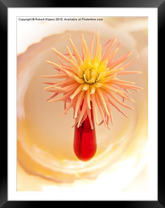  A summer flowering dahlia bloom in a red vase. Framed Mounted Print by Robert Gipson