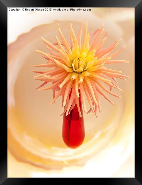  A summer flowering dahlia bloom in a red vase. Framed Print by Robert Gipson