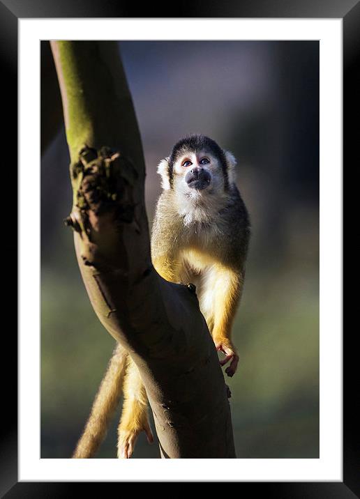 Monkey considering a problem  Framed Mounted Print by Ian Duffield