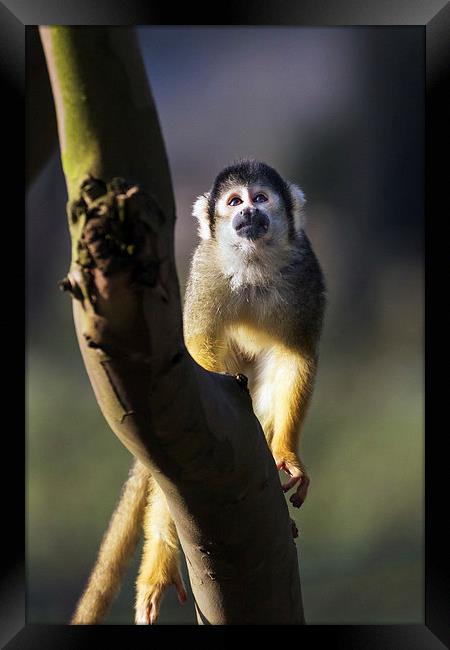 Cute Squirrel Monkey pondering a problem  Framed Print by Ian Duffield