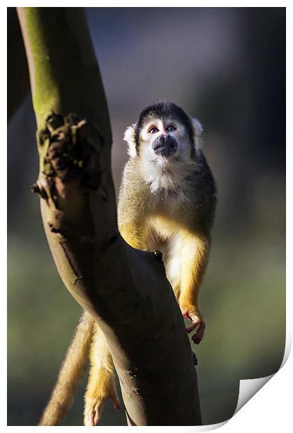 Cute Squirrel Monkey pondering a problem  Print by Ian Duffield