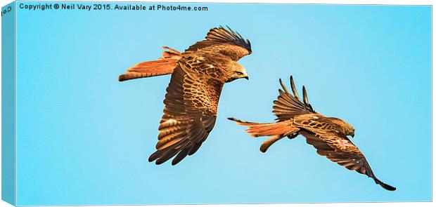  Red Kites over Yorkshire Canvas Print by Neil Vary