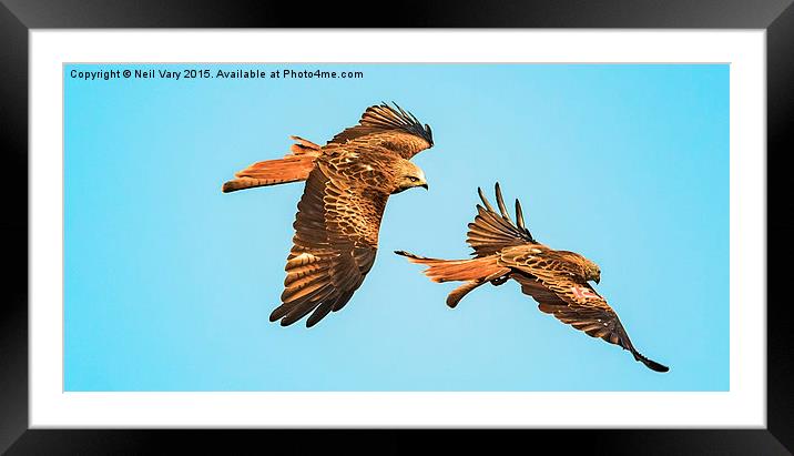  Red Kites over Yorkshire Framed Mounted Print by Neil Vary