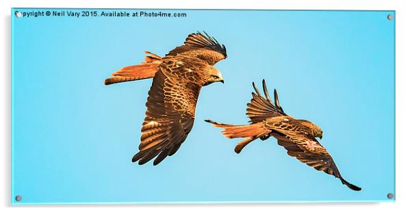  Red Kites over Yorkshire Acrylic by Neil Vary