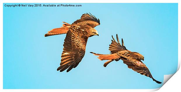  Red Kites over Yorkshire Print by Neil Vary