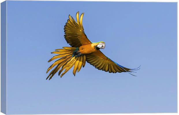 Colourful Blue and yellow macaw in flight  Canvas Print by Ian Duffield