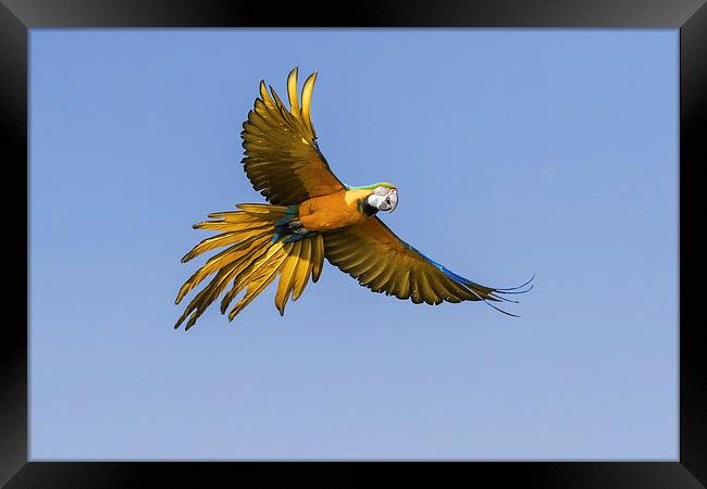 Colourful Blue and yellow macaw in flight  Framed Print by Ian Duffield