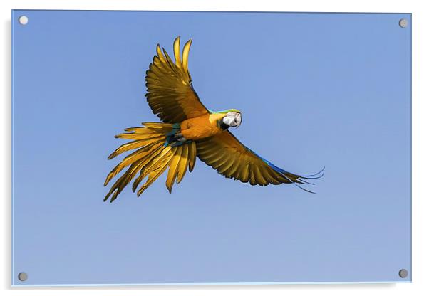 Colourful Blue and yellow macaw in flight  Acrylic by Ian Duffield